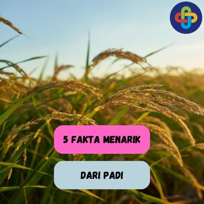 Intip! 5 Fakta Menarik dari Padi